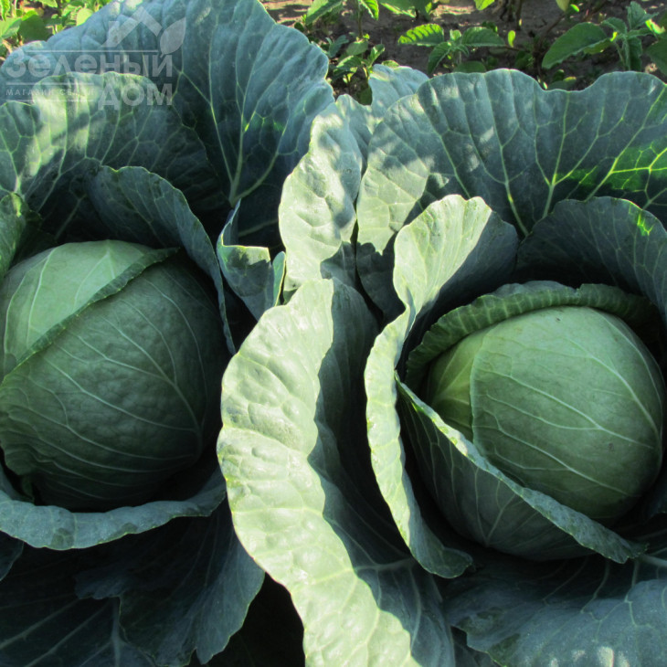 Аванте F1 / Avante F1,75-80 днів фото 1