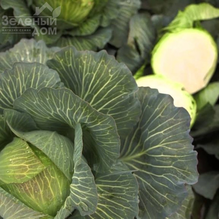 Кілатон F1 / Kilaton F1,130-135 днів фото 1