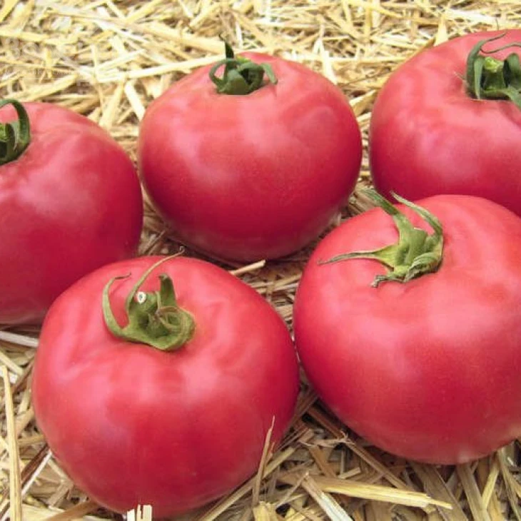 Тарпан F1 / Tarpan F1,98-105 дней фото 1