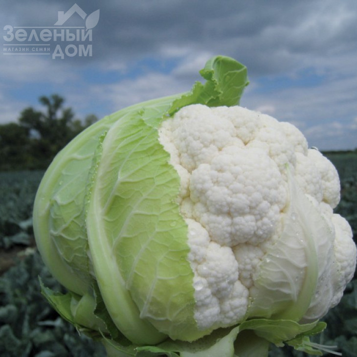 Трайдент F1 / Trajdent F1,75-80 днів фото 1