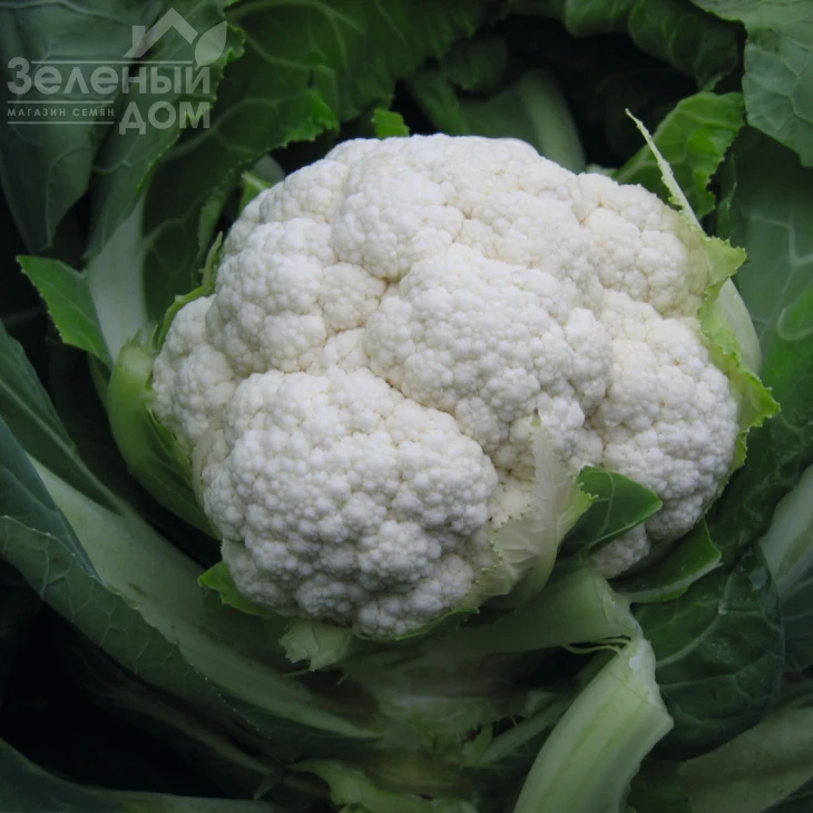 Фиеро F1 / Fiero F1,85 дней фото 1