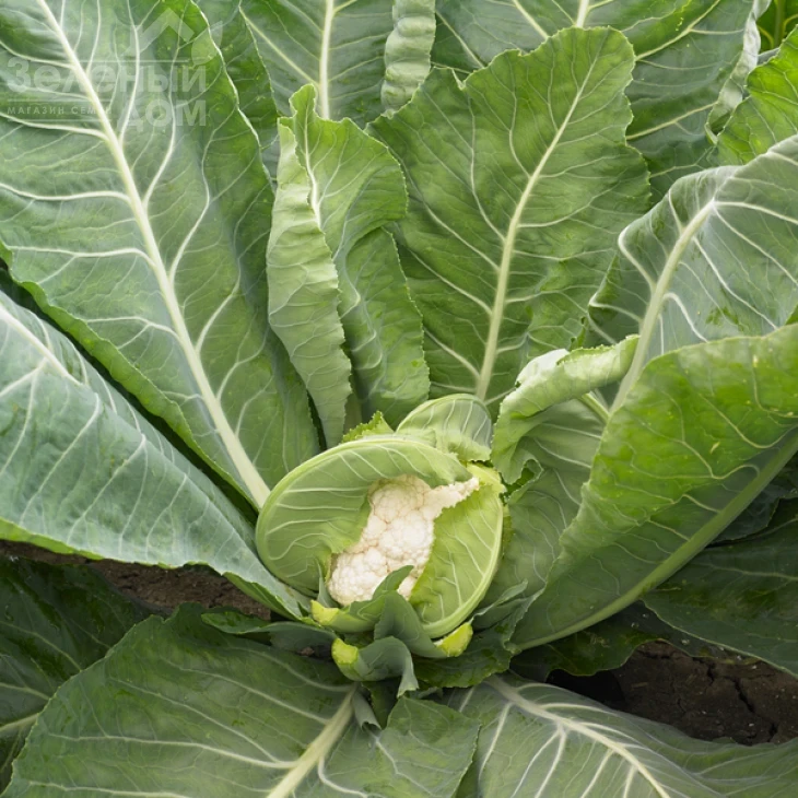 Спидстар F1 / Speedstar F1, 54-58 дней фото 2