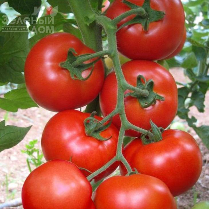 Джадело F1 / Jadelo F1,80-85 днів фото 1