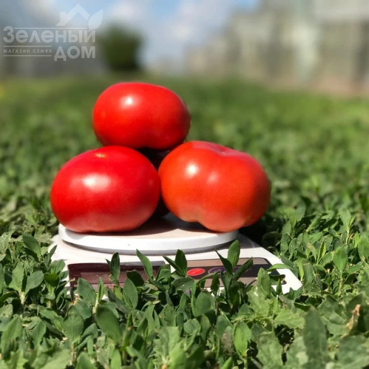 Оазис F1 / Oazis F1,67-70 дней фото 7