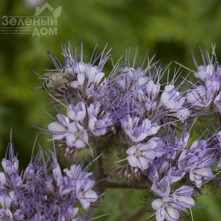 Фацелія / Faceliya фото 1