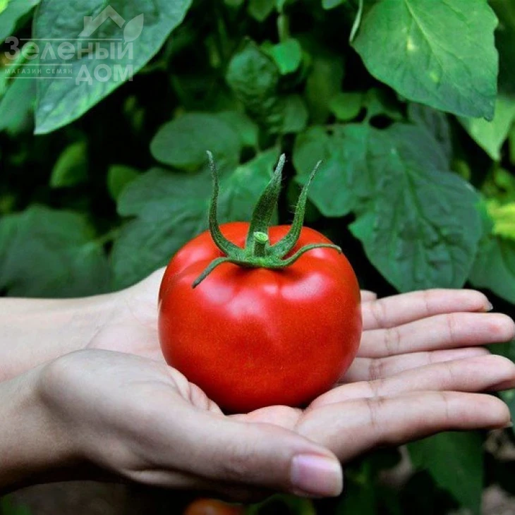 Маско F1 / Masco F1,75 дней фото 1