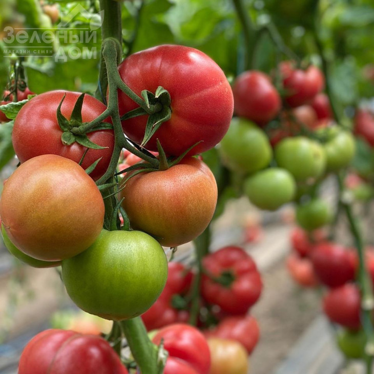 Пінк Хіт F1 / Pink Hit F1 фото 2