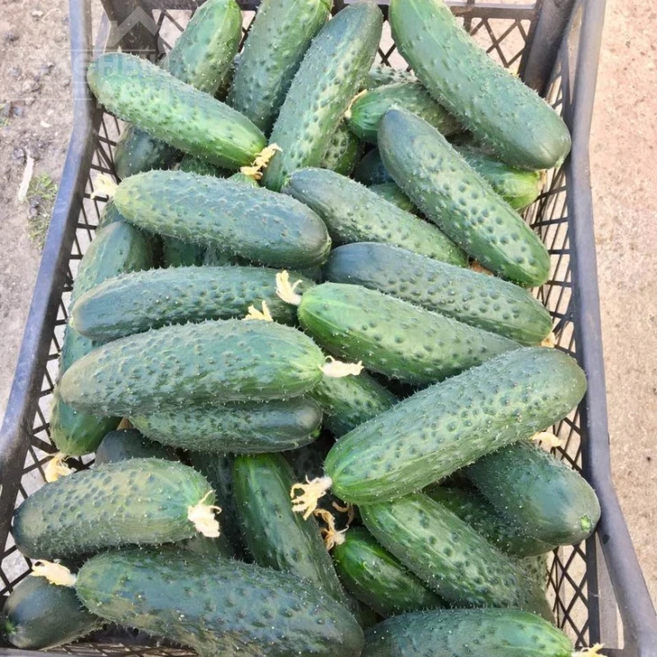 Северин F1 / Sewerin F1,32-35 дней фото 2