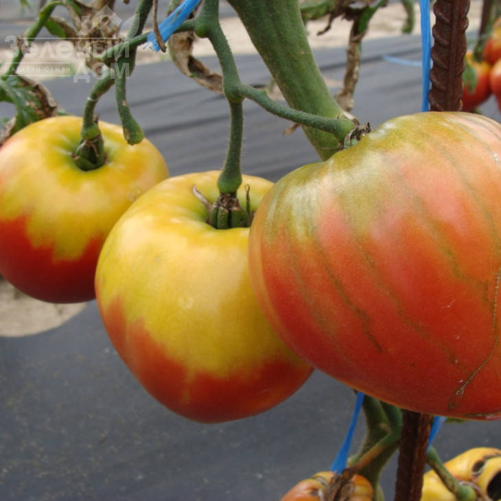 Геродес / Gerodes фото 2