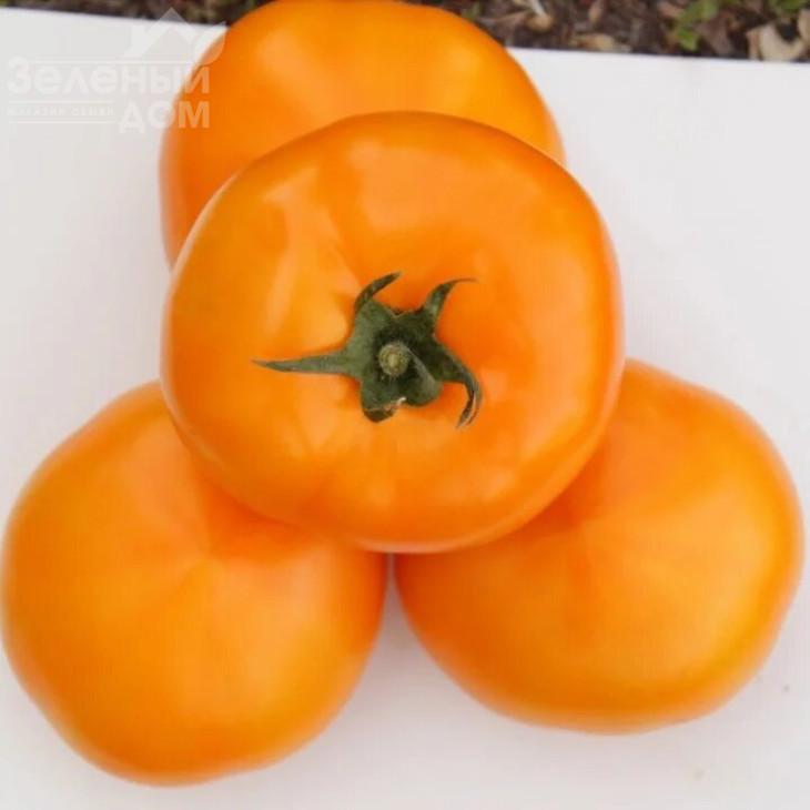 Ямамото F1 (KS 10 F1) / Yamamoto F1 (KS 10 F1),105-115 днів фото 2