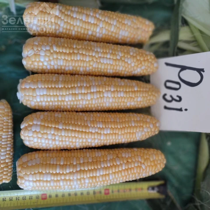 Рози F1 / Rozi F1, 73-74 дня фото 2