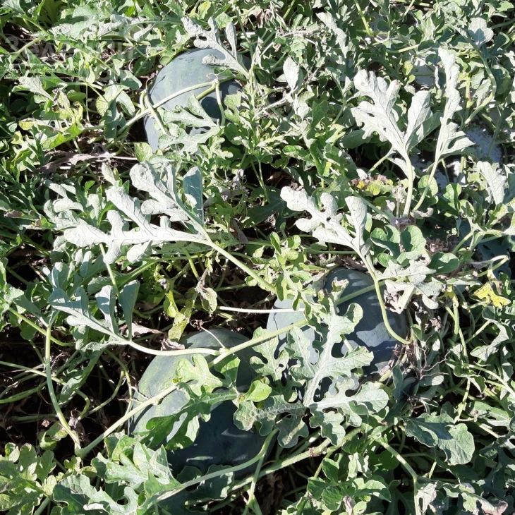 Бакай F1 / Bakay F1, 67-72 дня фото 2