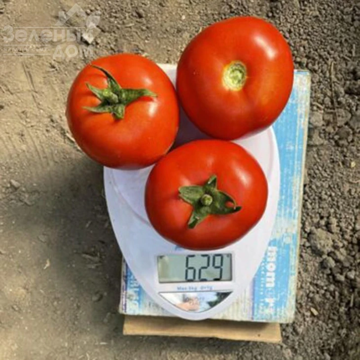 F155 F1 / F155 F1,90-95 дней фото 2