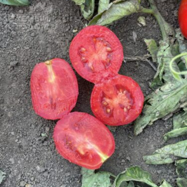 6107 F1 / 6107 F1 фото 2