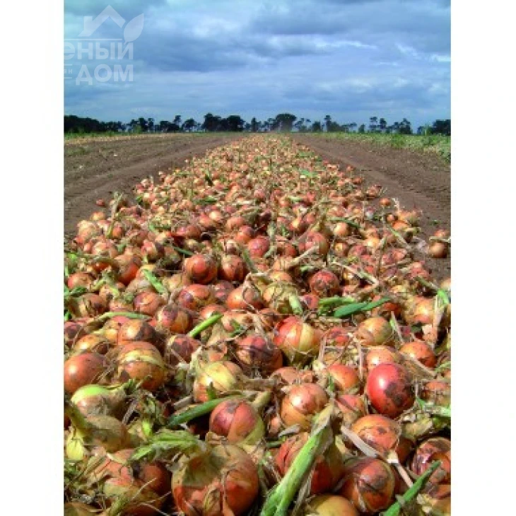 Сакраменто F1 / Sacramento F1,110-115 дней фото 1