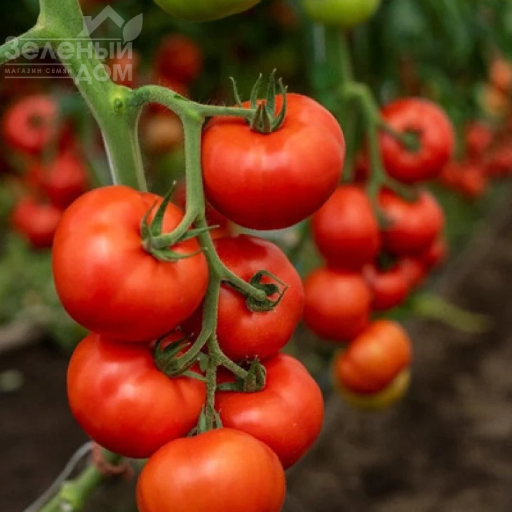 Алазия F1 / Alasia F1 фото 1