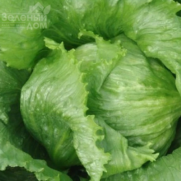 Ларсен / Larsen,70-75 дней фото 1