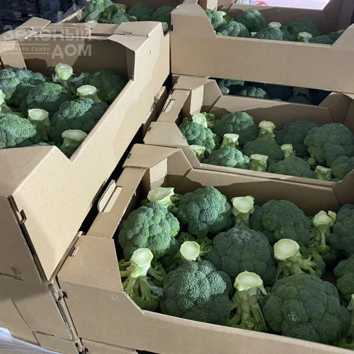 Самоа F1 / Samoa F1, 55-60 дней фото 2