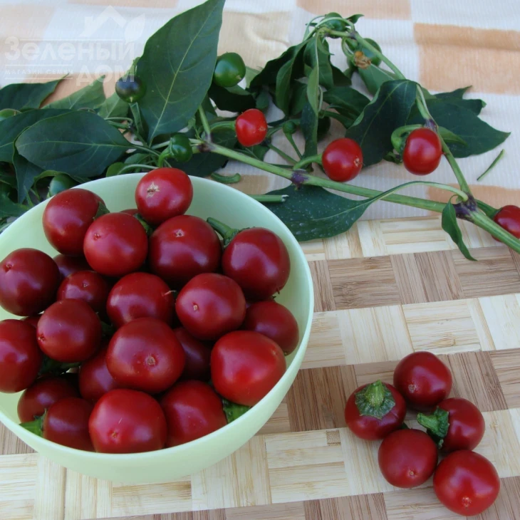Корал / Koral фото 1