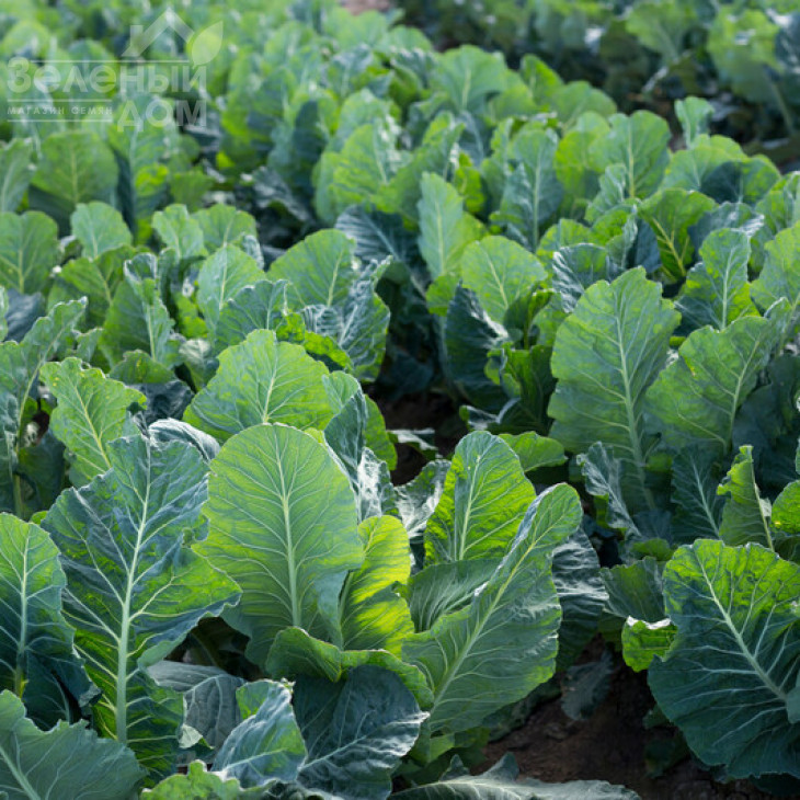 Валмер F1 / Valmer F1, 70-80 днів фото 2