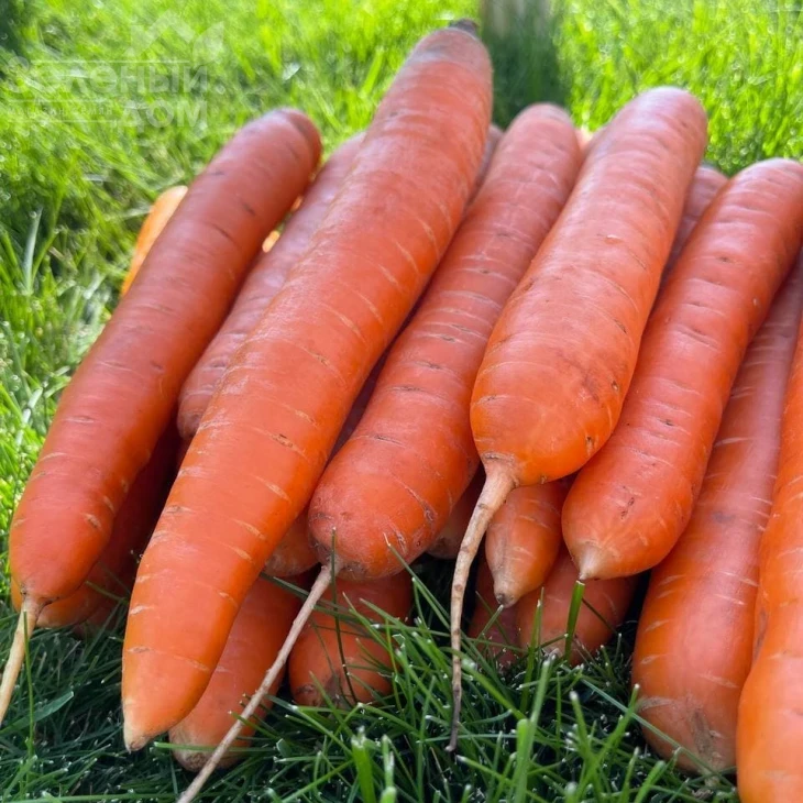 Лагуна F1 / Laguna F1,60-65 дней фото 5