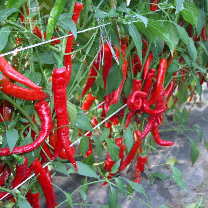 Козі Рог / Kozi Rog фото 1