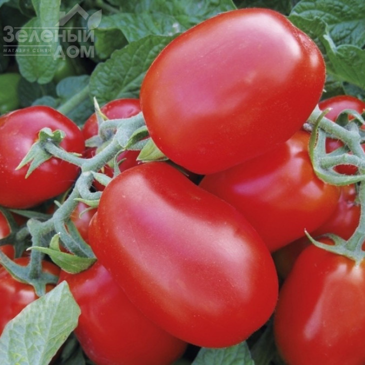 1510 F1 / 1510 F1, 110 днів фото 1