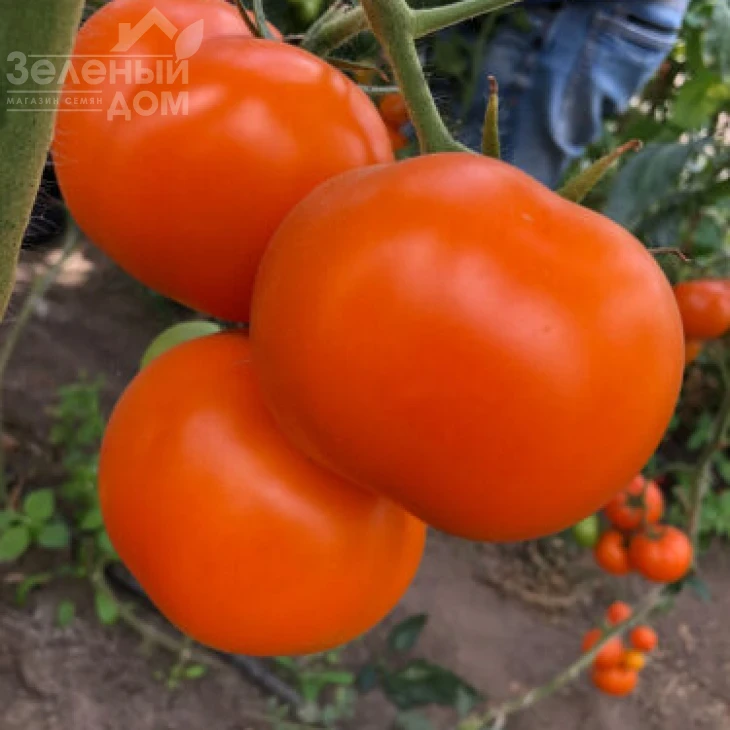 Еллоу Пешен F1 / Yellow Passion F1,100 дней фото 2