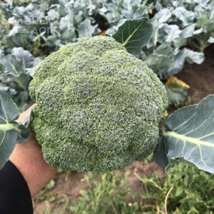 Легасі F1 / Legasi F1, 55 днів фото 4