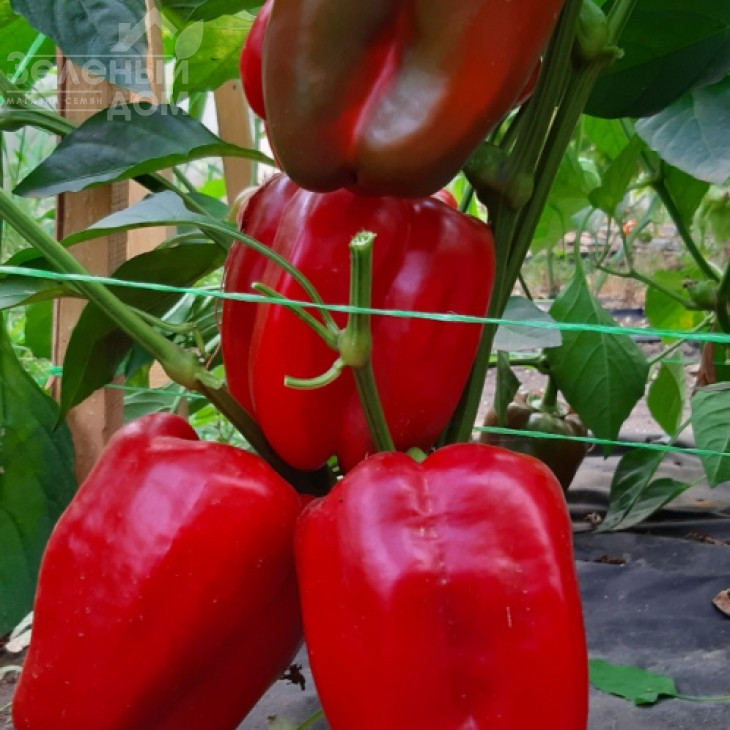 Менчул F1 / Menchul F1, 65-72 дні фото 4