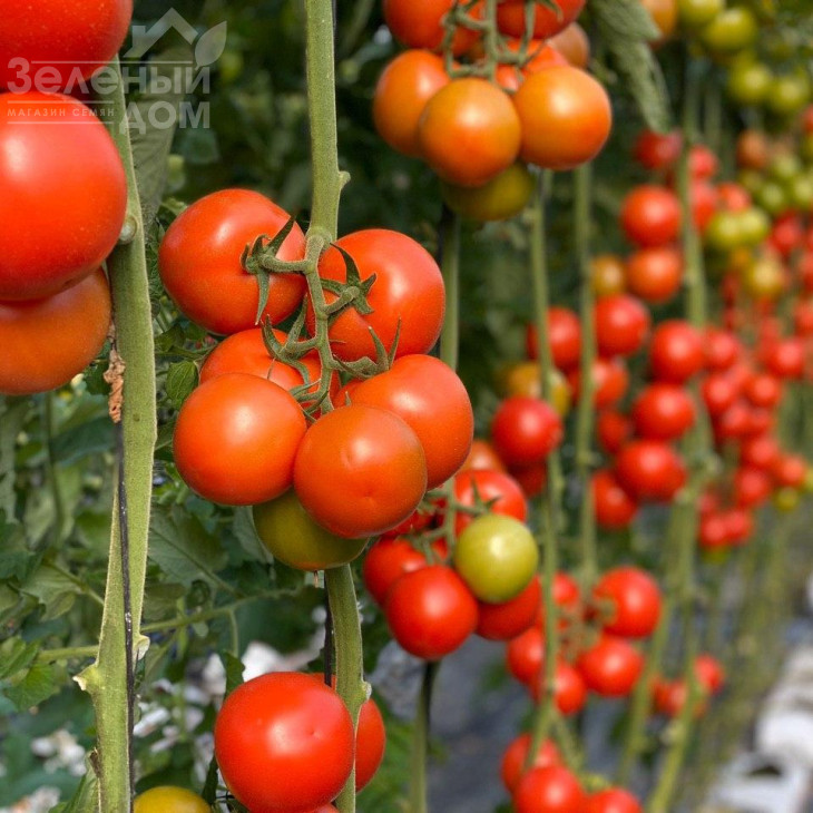Буллз F1 / Bullz F1 фото 1