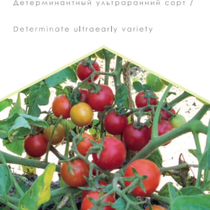 Сеньорита / Senorita, 80 дней фото 1