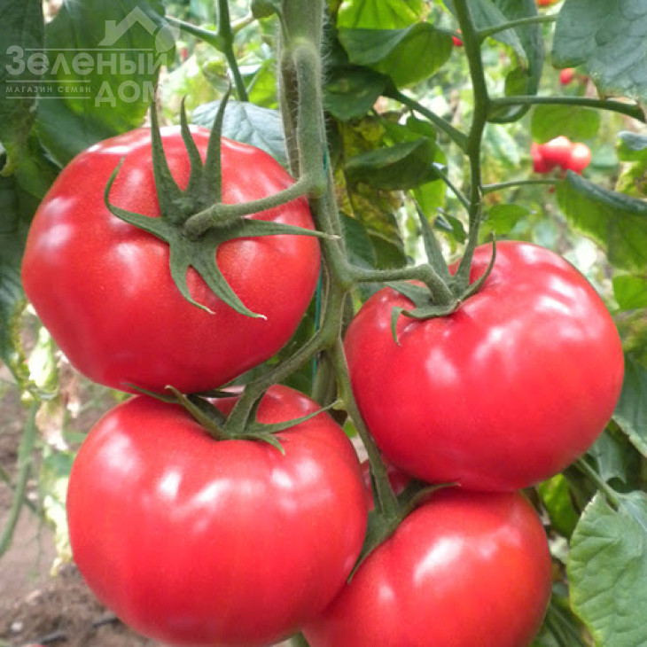 Азія F1 / Azia F1,100-110 днів фото 1