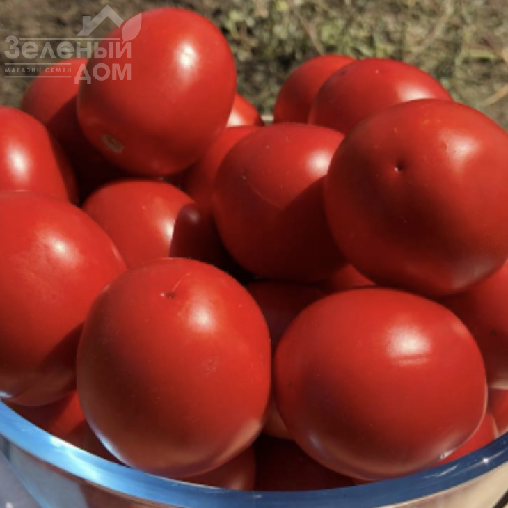 Енотріо F1 / Enotrio F1, 120 днів фото 3