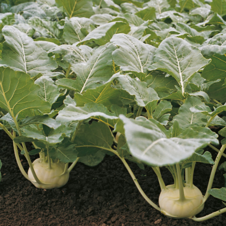 Коріст F1 / Korist F1,155 днів фото 1