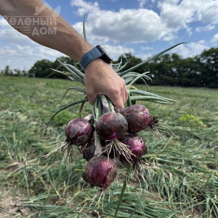 Прімула F1 / Primula F1, 280-285 днів фото 3