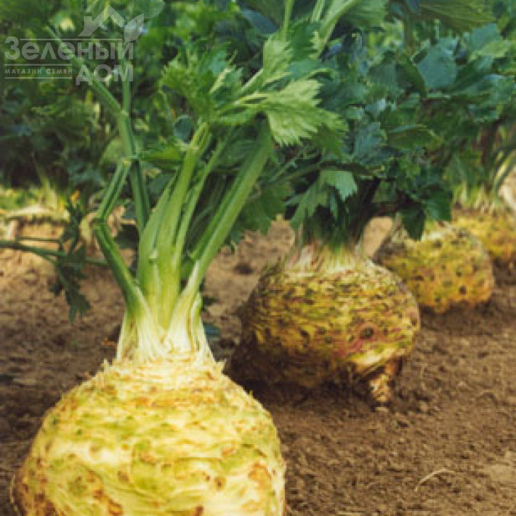 Максім / Maxim,145 днів фото 1