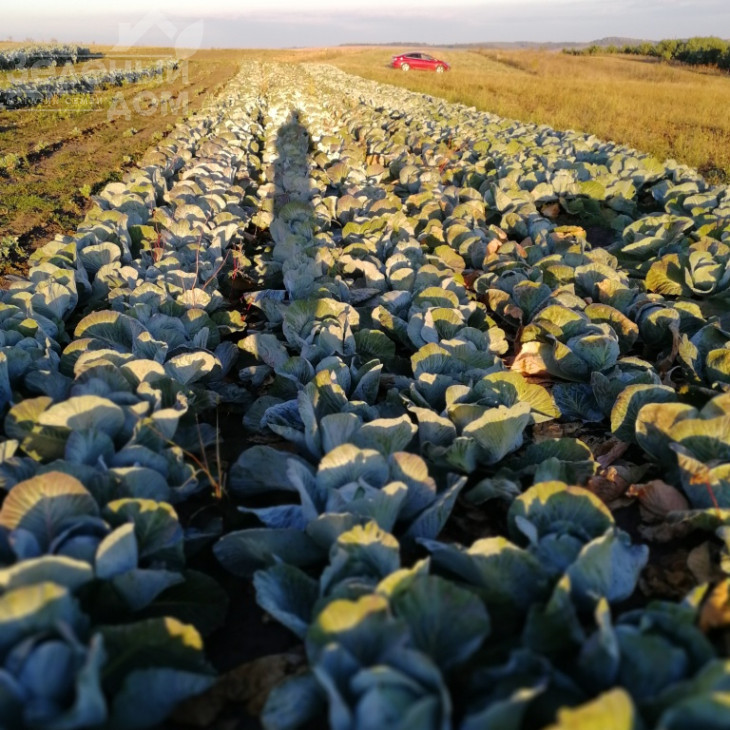 Бігестор F1 / Bigestore F1, 115-120 днів фото 3