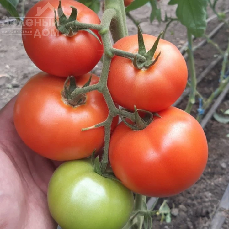 Дримболл F1 / Dreamboll F1 фото 2