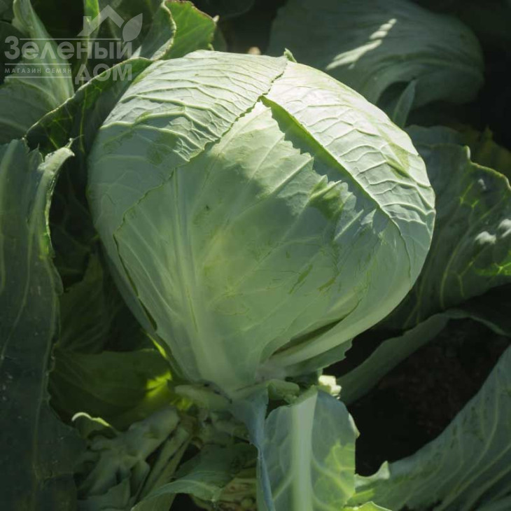 Еластор F1 / Elastor F1,115-125 днів фото 4