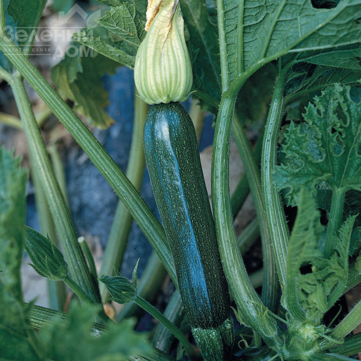 Супремо F1 / Supremo F1,42-45 днів фото 1