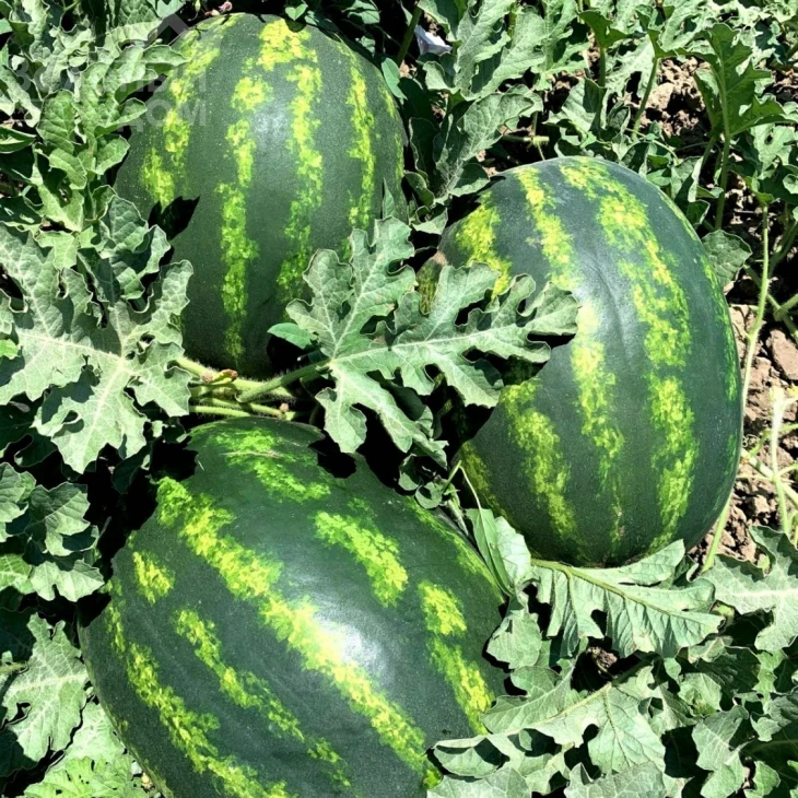 Леджио F1 / Legio F1 фото 2