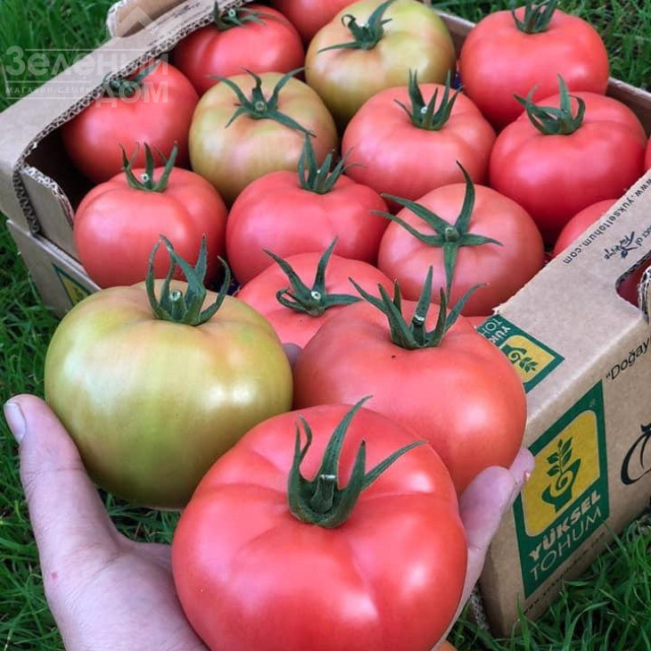 Пінк Нагетс F1 / Pink Nagets F1 фото 3