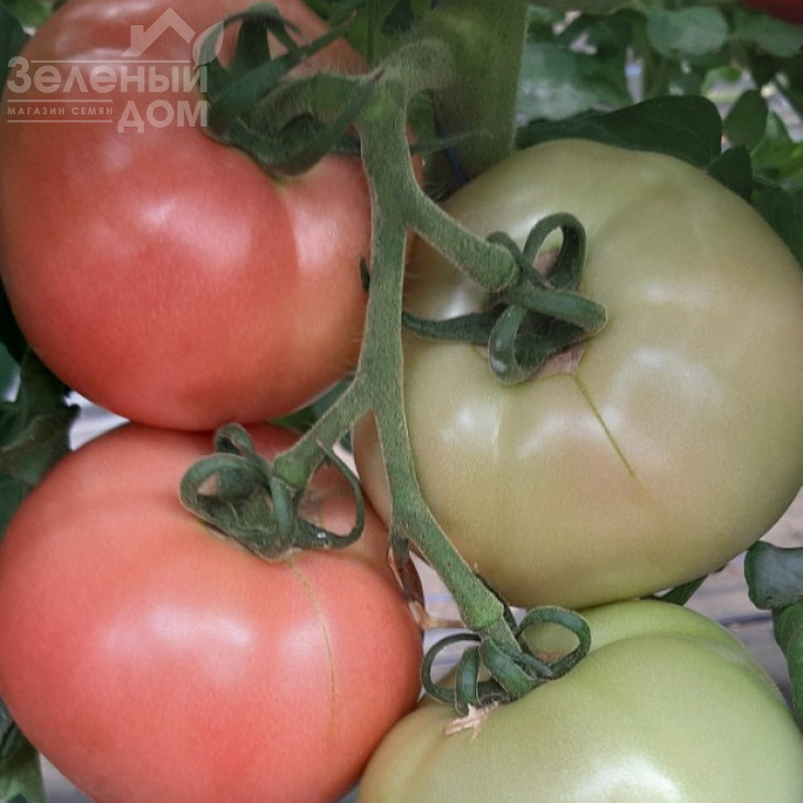 Розарій F1 / Rozariy F1 фото 4