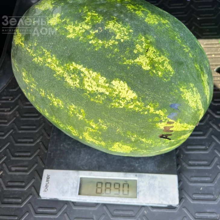 Амина F1 / Amina F1, 62-65 дней фото 3