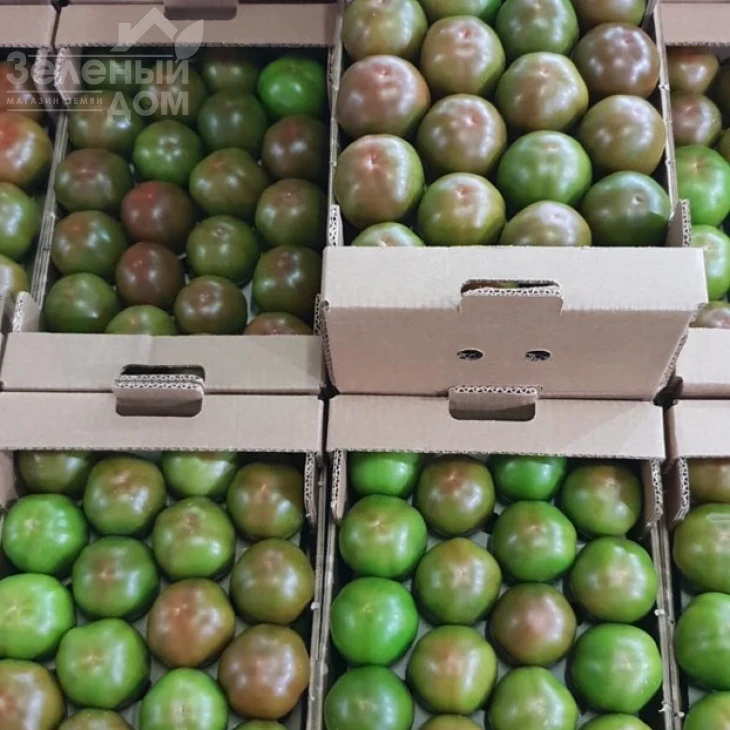 Силиври F1 / Silivri F1, 65-70 дней фото 3