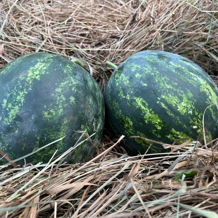 Мини Лав F1 / Mini Love F1, 55-60 дней фото 3