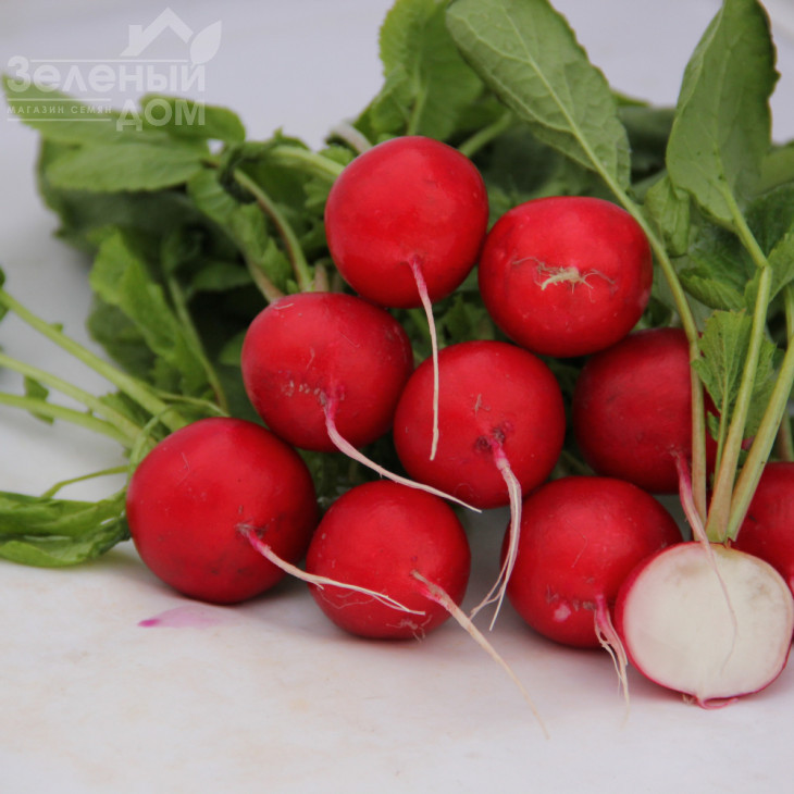 Адель F1 / Adel F1  (Стандарт+, 2.4-2.6),22-25 днів фото 3