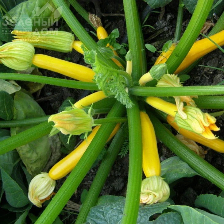 Мери Голд F1 / Meri Gold F1,40-45 дней фото 2
