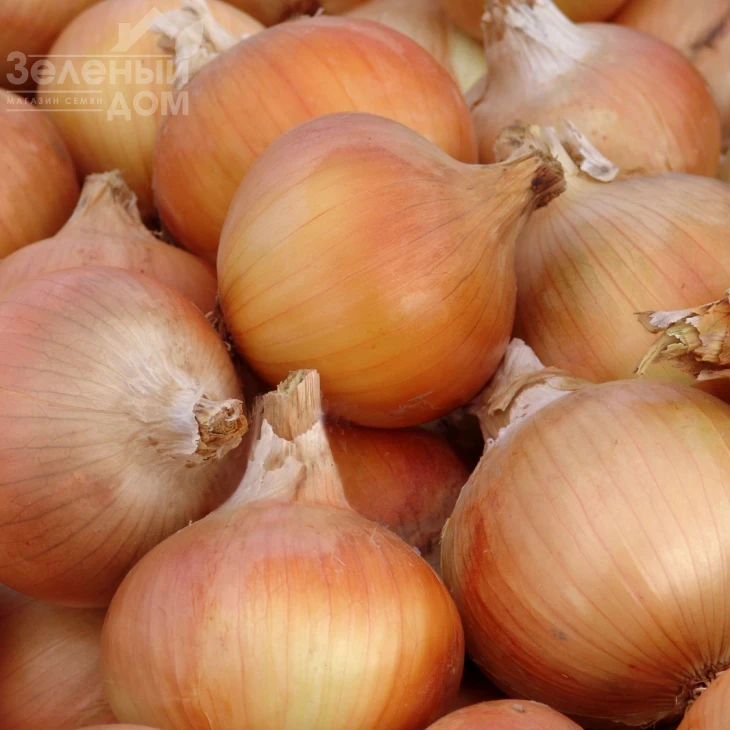 Тандем / Tandem,130-135 дней фото 1